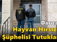 Darıca’da Hayvan Hırsızlığı Şüphelisi Tutuklandı