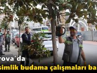 Çayırova’da mevsimlik budama çalışmaları başladı