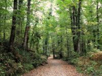 Sonbahar, huzurun adresi Ormanya’da bir başka