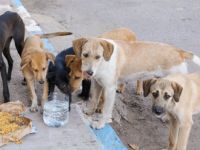 Sokak köpeklerini beslemek yasaklandı