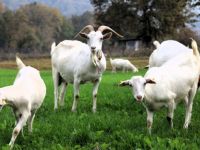 Süt otu desteği meraları berekete kavuşturdu