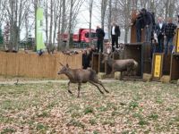8 kızıl geyik daha Kuzuyayla’da doğaya salındı