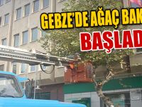 Gebze'de ağaç bakımları başladı!