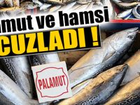 Hamsi ve palamut ucuzladı