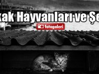 SOKAK HAYVANLARI VE ŞEHİR