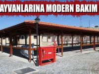 Sokak hayvanlarına modern bakım merkezi