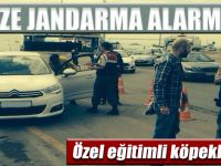 JANDARMA EKİPLERİ BONZAİ ARAMASI YAPTI!