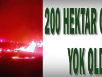 200 hektar orman yok oldu