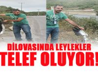 Dilovası'nda Leylek Ölümleri