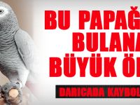 Bu Papağanı Bulana Büyük Ödül Var