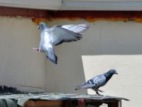 Güvercinler Konya'dan Eskişehir'e 7 saatte ulaştı