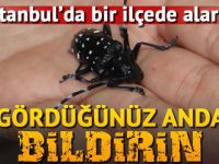 Kartal Belediyesi'nden turunçgil böceği uyarısI