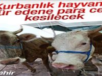 Kurbanlık hayvana küfür edene para cezası