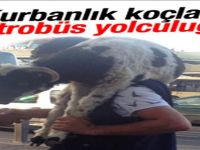 Kurbanlık koçla metrobüs yolculuğu