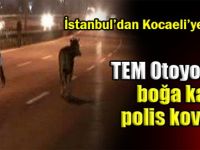 TEM Otoyolu’nda boğa kaçtı polis kovaladı!