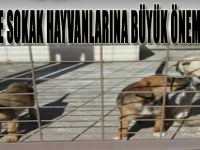 Kocaeli'de Sokak Hayvanlarına Büyük Önem Veriliyor