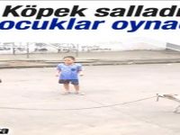 Köpek Salladı, Çocuklar Atladı