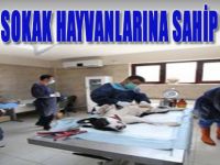 Kocaeli Sokak Hayvanlarına Sahip Çıkıyor