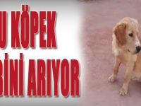 Bu Köpek Sahibini Arıyor