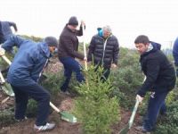 Hasan Soba ve  Yönetimi  Fidan Dikti