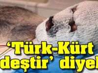 Türk-Kürt Kardeştir' Diyelim