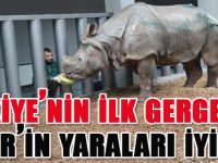 Türkiye'nin İlk Gergedanı Samir'in Yaraları İyileşti