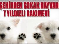 Büyükşehirden Sokak Hayvanlarına 7 Yıldızlı Bakımevi