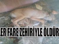 Köpekler Fare Zehiriyle Öldürülmüş