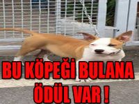 BU KÖPEĞİ BULANA ÖDÜL VAR !