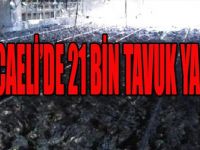 Kocaeli'de 21 Bin Tavuk Yandı