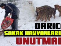 Darıca Sokak Hayvanlarını Unutmadı