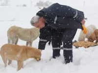 Çayırova Beldiyesi Zorlu Kış Günlerinde Sokak Hayvanlarını da Unutmadı