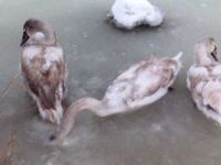 Donan göle saplanan kuğular kurtarıldı