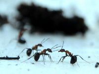 Karıncalar yönünü nasıl buluyor?