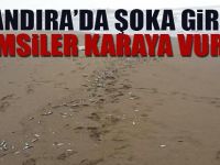 Kandıra'da şoka giren hamsiler karaya vurdu