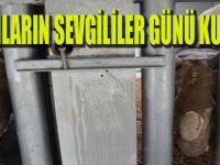 Hayvanların Sevgililer Günü Kutlandı