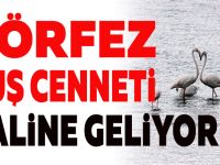 Körfez kuş cenneti haline geliyor