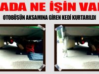 OTOBÜSÜN AKSAMINA GİREN KEDİ KURTARILDI