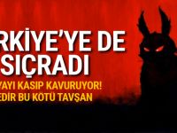 Kötü tavşan Türkiye'ye sıçradı!