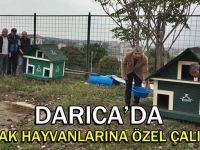 Darıca’da Sokak Hayvanları İçin Özel Çalışma