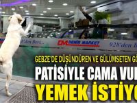 Patisiyle tıklıyor, yemeğini kapıyor