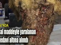 Kimyasal maddeyle yaralanan köpek tedavi altına alındı