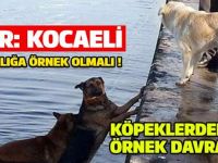 Köpek denize düştü, peşinden atlayan diğer köpek onu kurtardı!