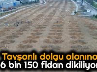 Tavşanlı dolgu alanına 6 bin 150 fidan