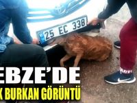 Gebze'de yürek burkan görüntü!