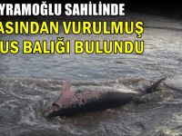 Darıca’da karaya ölü yunus balığı vurdu