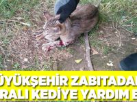 Büyükşehir Zabıtadan yaralı kediye yardım eli