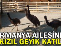 Ormanya ailesine 5 kızıl geyik katıldı