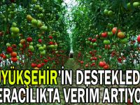 Büyükşehir’in desteklediği seracılıkta verim artıyor