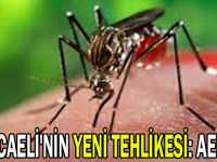 Kocaeli'nin yeni tehlikesi: AEDES